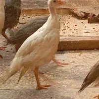 بوقلمون و جوجه مرغ شاخ دار