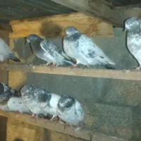 کبوتر پاکستانی|پرنده|بندر انزلی, پرستار|دیوار