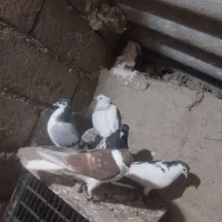 پرنده