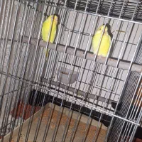 یک جفت مرغ عشق هلندی ۳۵۰