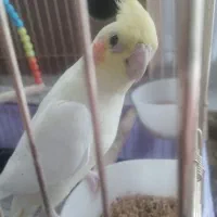 عروس هلندی نر و ماده به همراه سه تا جوجه خوشگل