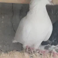 کفتر