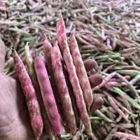 لوبیا چیتی|عمدهفروشی|صومعهسرا, |دیوار