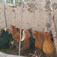 مرغ و بوقلمون محلی