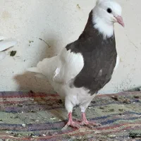 چند عدد جوجه طوقی خوب اجری و سرکه ای|پرنده|خورموج, |دیوار