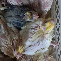 طوطی عروس سرلاکی|پرنده|بابل, |دیوار