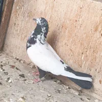 کفتر زینتی طوقی کاکل|پرنده|صباشهر, |دیوار