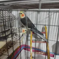 طوطی عروس هلندی جفت جوجه زا