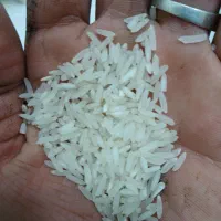 شالی برنج|خوردنی و آشامیدنی|آق قلا, |دیوار