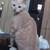 واگذاری شیرو|گربه|اصفهان, ارغوانیه|دیوار