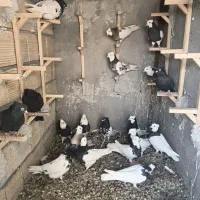 کبوتر|پرنده|فولادشهر, فولادشهر|دیوار