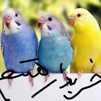 مرغ عشق و فنچ