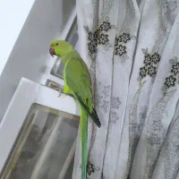 طوطی ملنگو