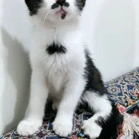بچه گربه