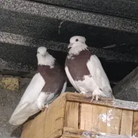 کبوتر طوقی|پرنده|لامرد, |دیوار