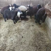 ۱۶راس بره نر ماده