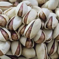 هرس درخت پسته و فروش نهال پسته