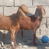 کهره.گیسه. پاکستانی