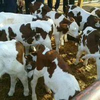 مرکز پخش و فروش گوساله|حیوانات مزرعه|ایلام, |دیوار