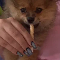 پامر خرسی عروسکی|سگ|رشت, دیلمان|دیوار