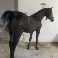 کره مادیون نیله ترکی|اسب و تجهیزات اسبسواری|ساوه, |دیوار