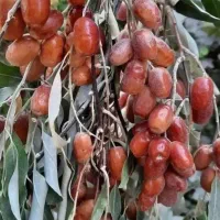نهال سنجد حاج حسینی (پیوندی)