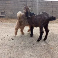 بازغاله|حیوانات مزرعه|کرمانشاه, |دیوار