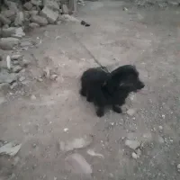 فروش دو قلاده سگ هاسکی و پا کوتاه