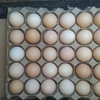 پخش عمده تخم‌مرغ محلی  تک زرده و دو زرده