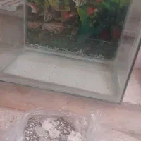 آکواریوم|ماهی|تهران, خزانه|دیوار