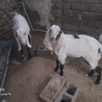 بزوطنی شیری با کهره بزرگ|حیوانات مزرعه|زهک, |دیوار