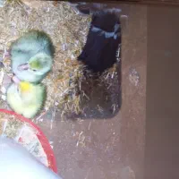 جوجه غاز دورگه