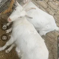 بز سانن ماده|حیوانات مزرعه|تایباد, |دیوار