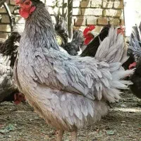 جوجه مرغ آیسبار