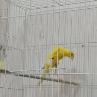 قناری،نر مست ماده