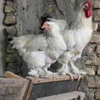 خروس برهما