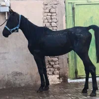 اسب|اسب و تجهیزات اسب‌سواری|کرمان, |دیوار