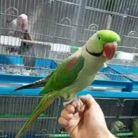 فروش یک جفت شاه طوطی