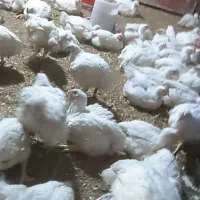 مرغ|حیوانات مزرعه|نگین شهر, |دیوار