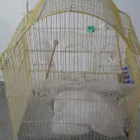 قفس پرنده|لوازم جانبی حیوانات|قروه, |دیوار
