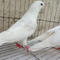 دوکت