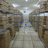 جوجه گوشتی یکروزه انواع نژاد