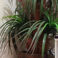 گلدان و درختچه