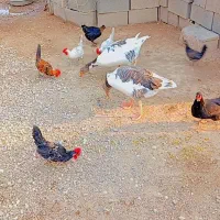 خروس ومرغ