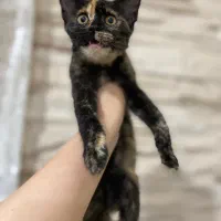 واگذاری پیشی کوچولو|گربه|رشت, سعدی (تختی)|دیوار