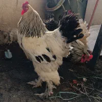 مرغ و خروس لایت