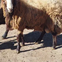 قوچ یک ساله  قیمت 35000000|حیوانات مزرعه|اردبیل, |دیوار