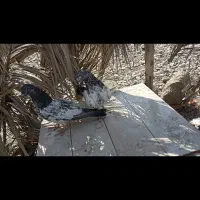 کفتر هشتبندی