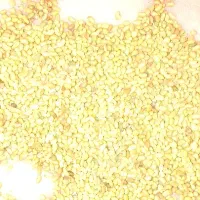 بذر یونجه مهاجران.پابلند.چهارچین.پنجه دار