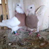 کبوتر پرنده